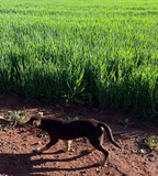 Coloma, Dubbo Auction by Delta Agribusiness