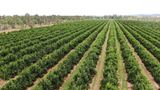 1908 Boondooma Rd, Old Cooranga For Sale by JLL Agribusiness
