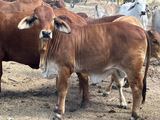 Thirlestone, Pentland For Sale by TopX Australia