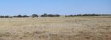 Flodden Hills, Windorah Auction by Bartlett & Co
