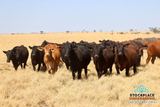Zara Station, Hughenden Auction by Stockplace Marketing
