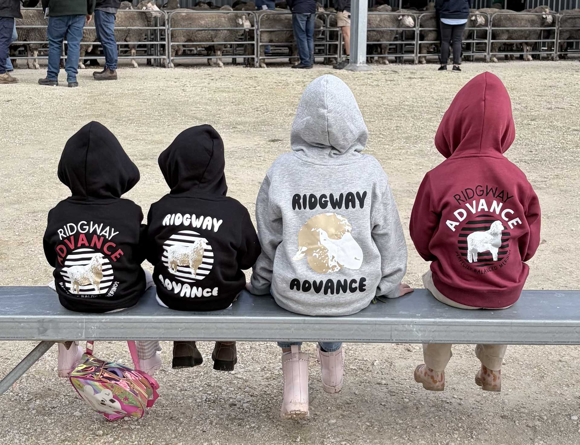 Ridgway Advance Poll Merino - image 3
