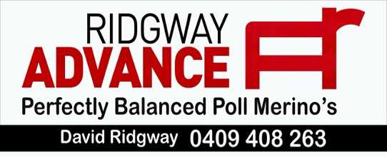 Ridgway Advance Poll Merino - image 4