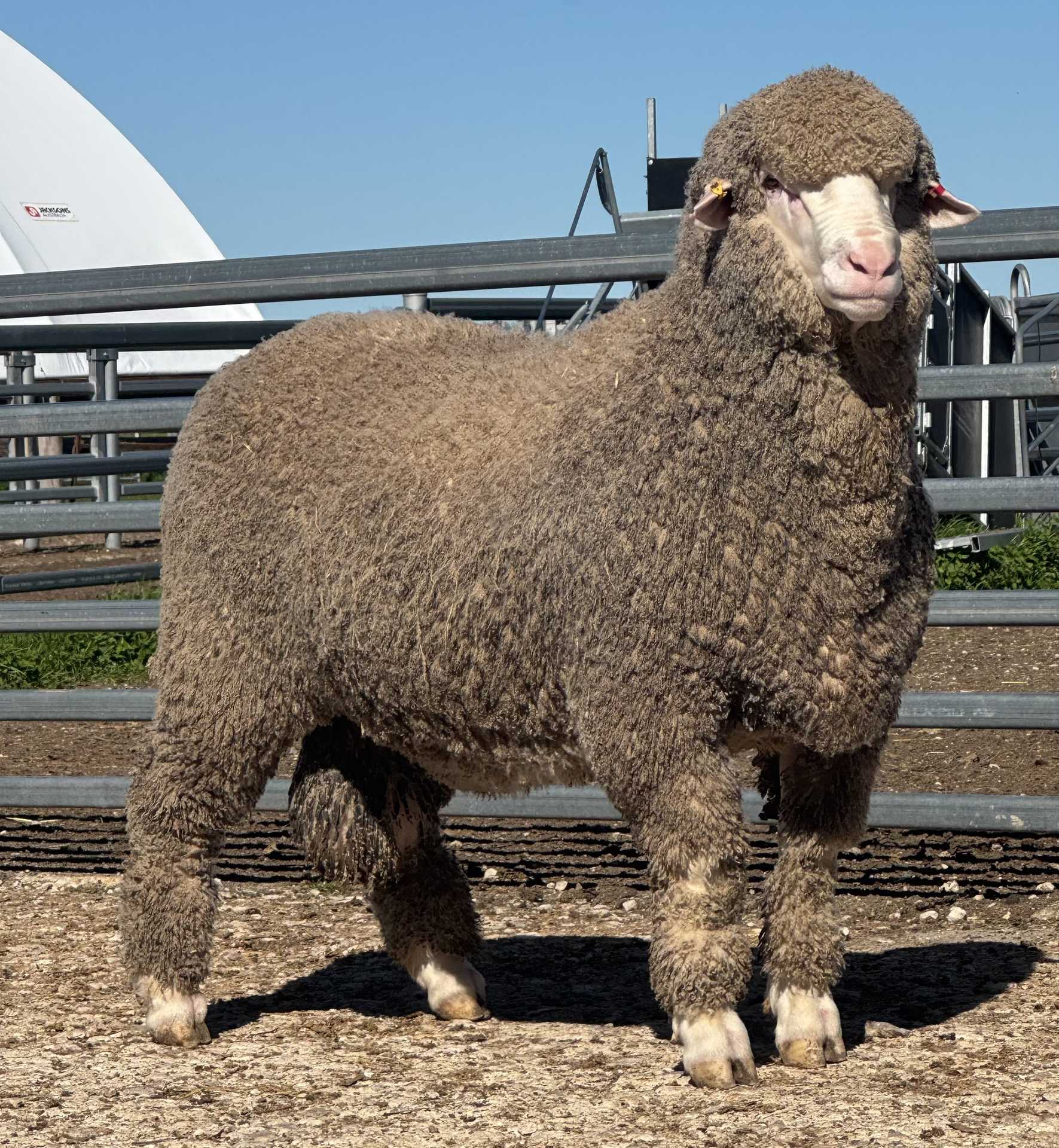 Ridgway Advance Poll Merino - image 2