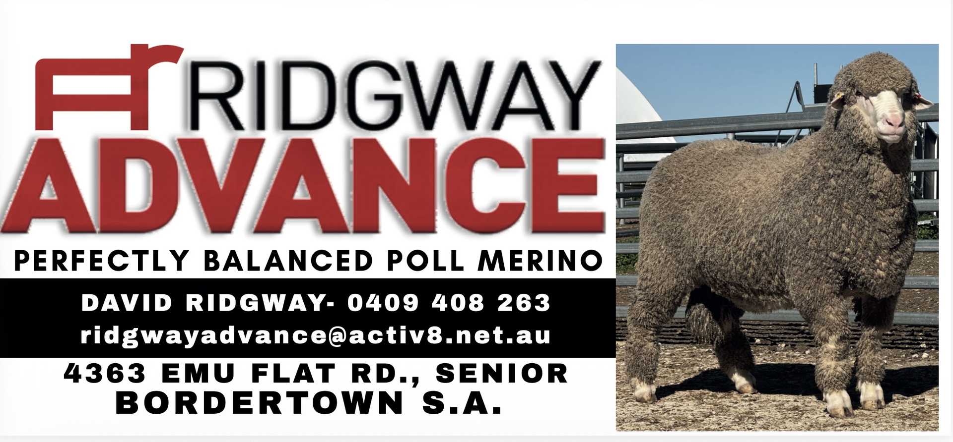 Ridgway Advance Poll Merino - image 7