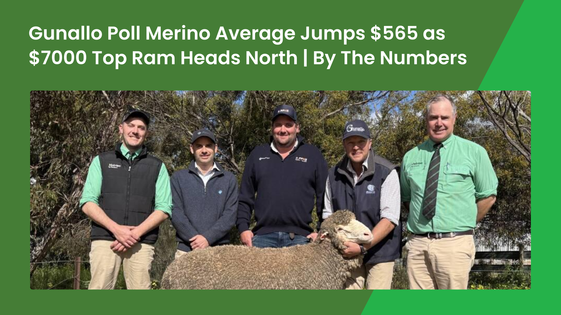 Gunallo Poll Merino Average Jumps $565 as $7000 Top Ram Heads North ...