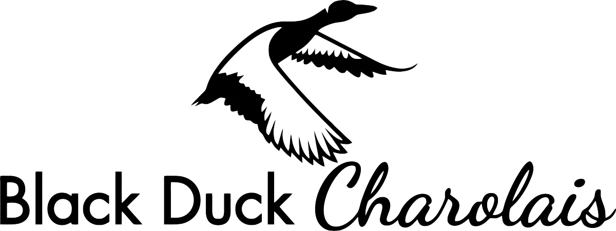 Black Duck Charolais Logo