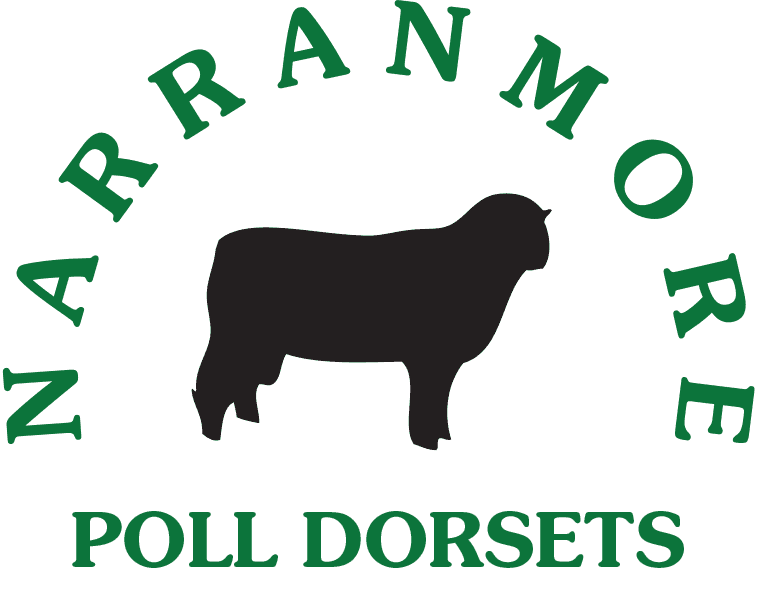 Narranmore Poll Dorsets Logo