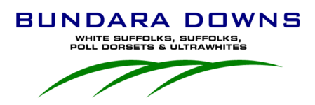 Bundara Downs Poll Dorsets Logo