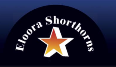 Eloora Shorthorns Logo