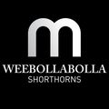 Weebollabolla Shorthorns Logo