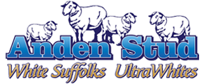 Anden Ultrawhite Logo