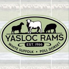 Yasloc Poll Dorset and White Suffolk