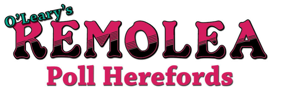 Remolea Poll Herefords