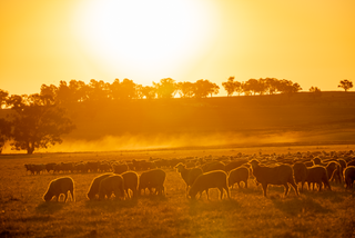 Abandoned Farms for Sale VIC