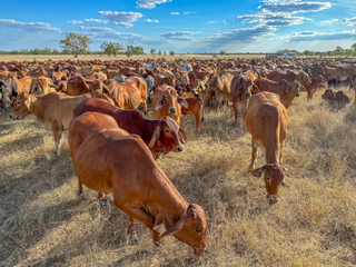 How to Choose Cattle Stud Stock: Expert Advice on Auctions, Genetics, and Top Breeds