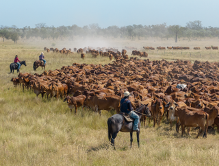 How to Choose the Right Livestock Breed for Your Farm