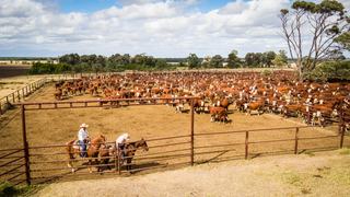 How to Choose the Right Livestock Stud in Australia: EBV Interpretation and Breeder Evaluation Checklist