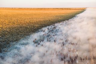 Droughtmaster Stud Genetics: How Australia's Leading Breeders Are Shaping Herd Resilience