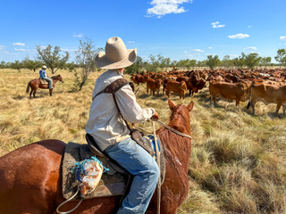 Family Farm Guide to Building a Stud Livestock Program: From Starter to Scale