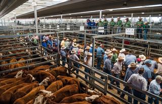 A First-Time Buyer's Guide to Attending a Stud Stock Auction