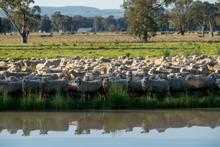How to Buy Stud Livestock in Australia: A Commercial Producer's Guide