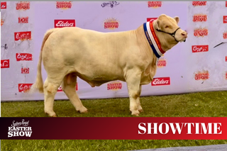 Improving One Generation at a Time: Caloona Park Valiant Takes Sydney Royal