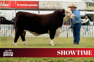 The "Problem Solver" of Sydney Royal: Truro Van Gogh V113 Takes the Crown