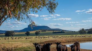 Top 10 Angus Cattle Studs in Australia: Inside Millah Murrah, Killain, and Banquet's Breeding Programs