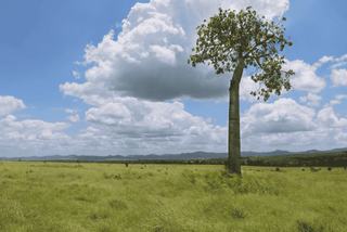 Productive Cattle Property For Sale Near Rockhampton