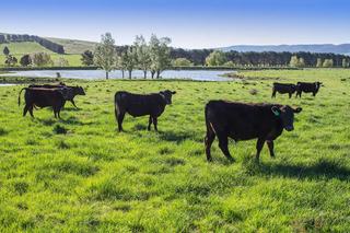 Outstanding Cattle Property For Sale NSW Southern Tablelands