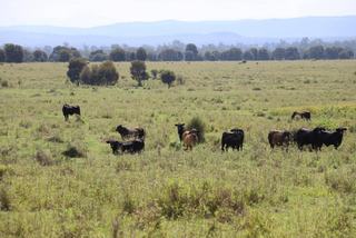 Cattle Property For Sale Qld: Unique Aggregation Near Rocky