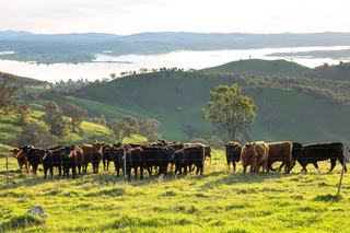 Highly Productive Regenerative Grazing Property For Sale NSW