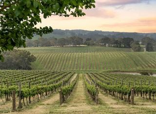South Australian Vineyard For Sale A Real Corker!