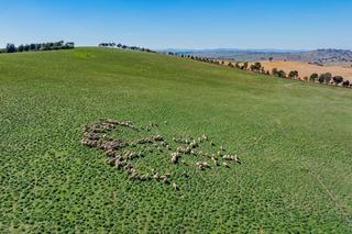 Mixed Farm For Sale NSW Offers Scale + Productivity