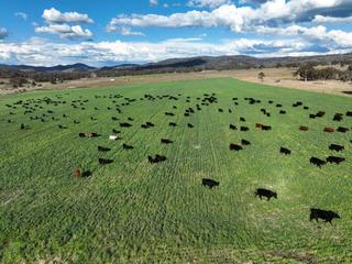 Outstanding Grazing Property For Sale NSW With Carbon Potential