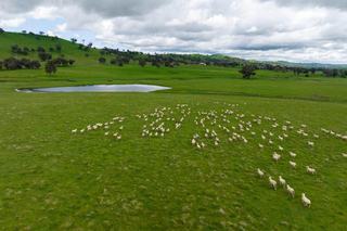 Top Class Gundagai NSW Rural Property For Sale Via Auction
