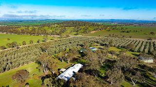 Premium Olive Farm + Lifestyle Opportunity For Sale NSW