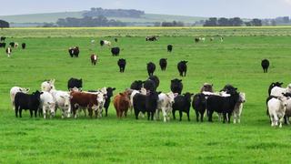 Outstanding Large-Scale Mixed Farm For Sale WA