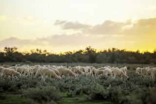 Substantial Grazing Property For Sale NSW Central West