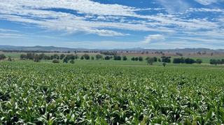 Highly Productive Rural Property For Sale Tamworth Region