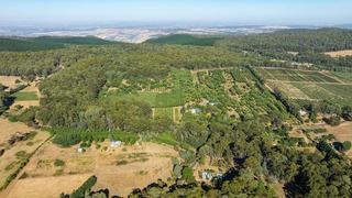 Premium Chestnut Orchard For Sale VIC High Country