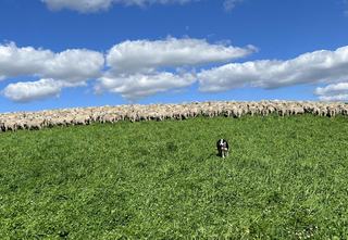 Exceptional Grazing & Cropping Property For Sale Southern Tablelands
