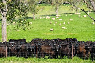 NSW Rural Property For Sale Offers Lifestyle, Location + Views
