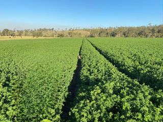 Rural Property For Sale Nanango With Abundant Water