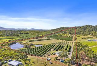Premium Commercial Lychee Orchard For Sale QLD