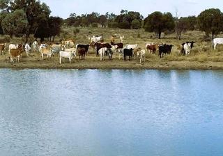 Highly Productive Cattle Property For Sale Central QLD