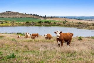 Blue-Chip Versatile, Productive Rural Property For Sale QLD