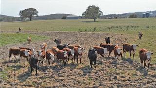 Property For Sale Bathurst Offers Excellent Grazing Country