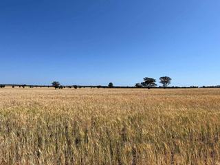 Motivated Vendor Offers 9,000 Acre Farm For Sale NSW
